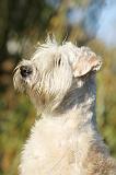 IRISH WHEATEN TERRIER 010